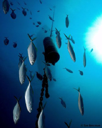 Fish descending to the wreck of the Halliburton by Susan Beerman 